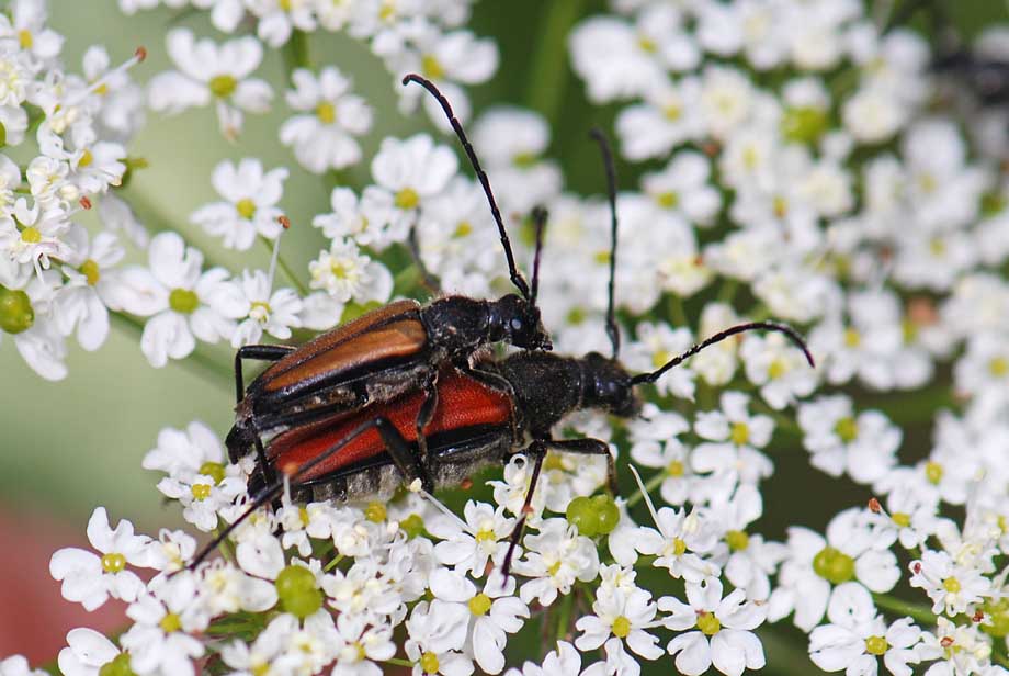 Anastrangalia dubia